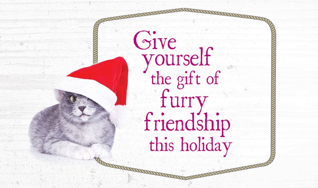 Cat with Santa Hat and Text Says Give Yourself the Gift of Furry Friendship this Holiday