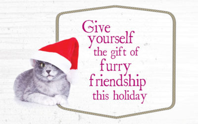 All Our Kitties Want for Christmas Is YOU!