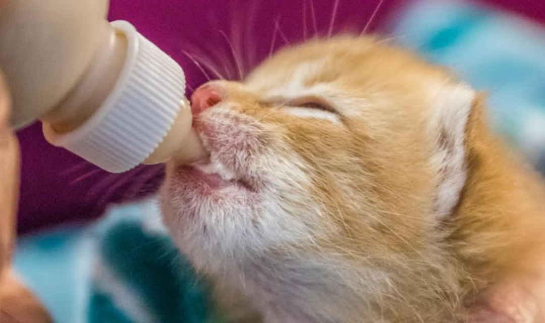 Bottle Feeding Orphan Kittens - SAFE 