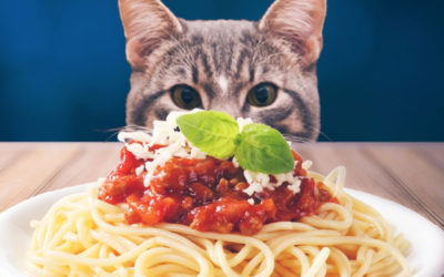 Two Weeks Until Spay-ghetti & No Balls Dinner! – SOLD OUT