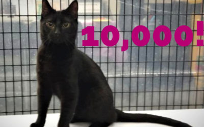 10,000 Cats Adopted!