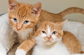 adopt cats for free near me