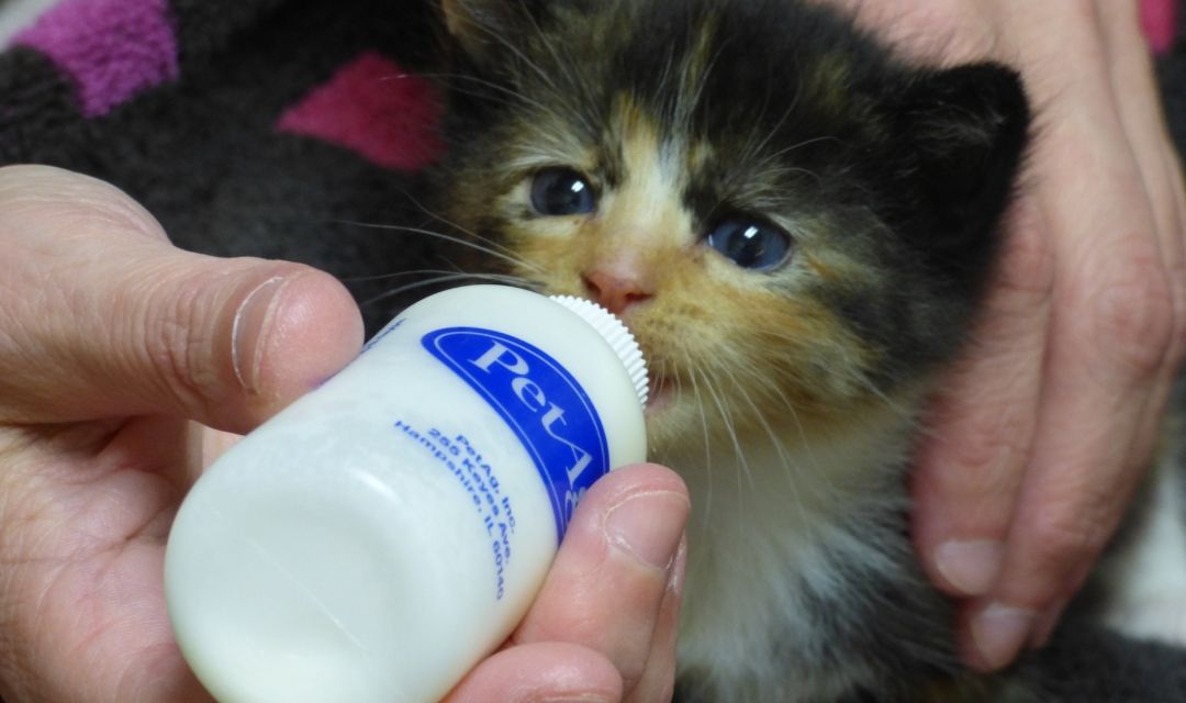 how to feed baby kitten with bottle