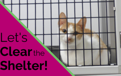 The Countdown is On – Let’s Clear the Shelter!