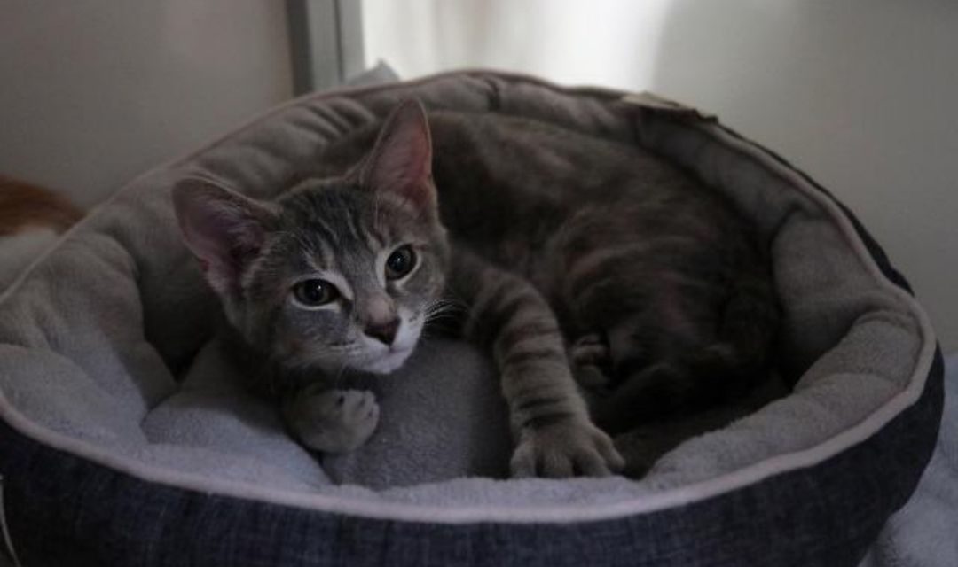 Gray Kitten Lounging on Bed