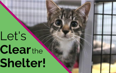 TOMORROW – We’re Clearing the Shelters!😺