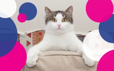 Clinic News: Help Your Cat Go Nut Free in November