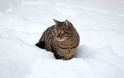 Clinic News: Winter Tips Save Kitty Lives! ❄️