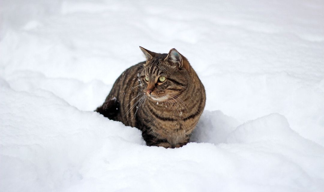 Tabby Cat in the Snow