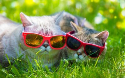 Clinic News: Cool Cats for the Summer 🕶️