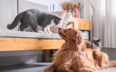 Clinic News: Healthy Dogs & Cats = Happy Life