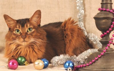 Purr-fect Last Minute Gift Ideas