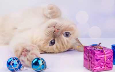 Purr-fect Last Minute Gift Ideas