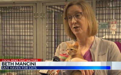 Kitten Season on CBS17