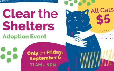 What to Expect at Our Clear the Shelter Crescendo Event